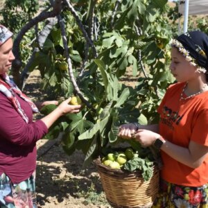 izmirde incir hasadi basladi 322racPe