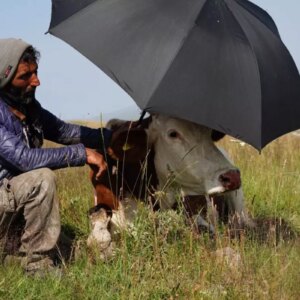sap hastaliginin pencesinde kivranan ardahanda caresizligin fotografi Fbs8whUH