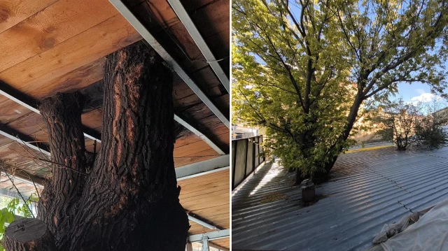 agaclar kesilmesin diye catiyi delerek korudular kafenin ortasinda kaldi bFObTeJ7