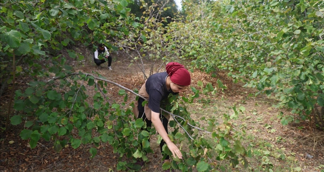 hasadi file orguyle yapiliyor yuzde 80 tasarruf sagliyor rekolte bu yil rekor kirdi APbUqgZk