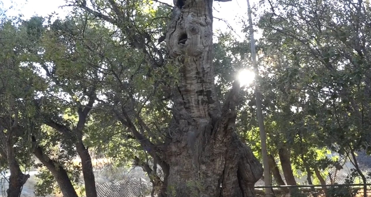 kutsal sayilan 700 yillik agac bakanlik tarafindan koruma altina alindi vSnbBSYF