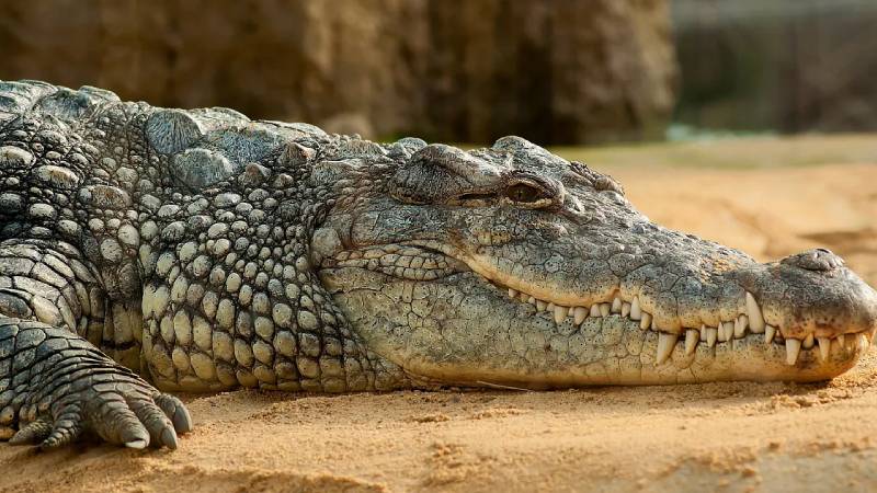 nehirden su doldurdugu sirada timsah saldirisina ugrayan kiz cocugunun cesedine ulasildi ifgDzWpN