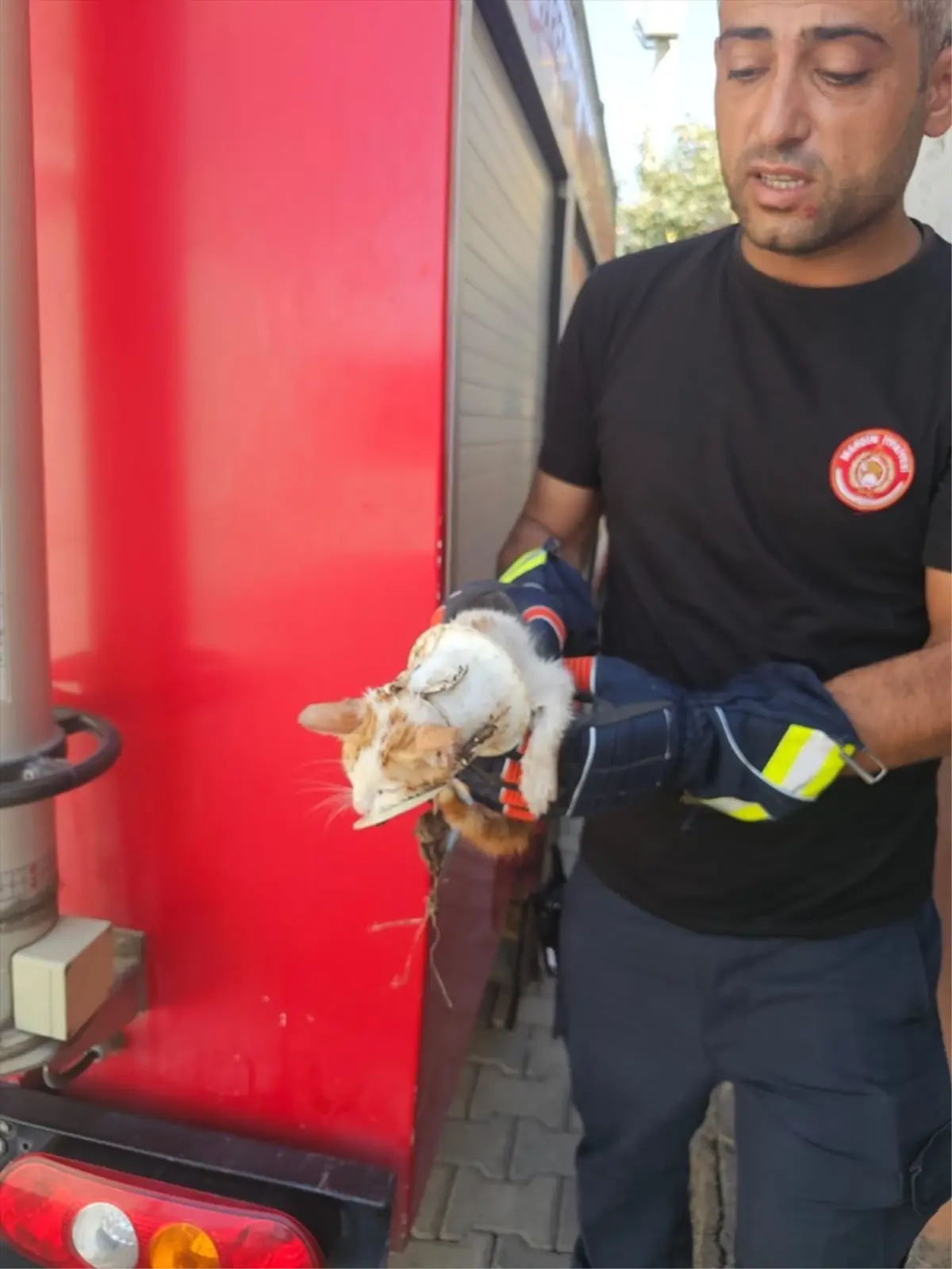 nusaybinde yavru kedi tuvaletten kurtarildi PpYDRjDq