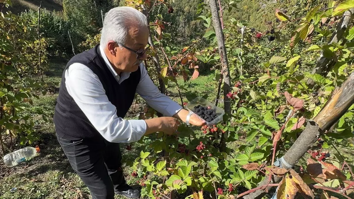 giresunda ahududu ve bogurtlen hasadi basladi 5tvNzR1d.jpg