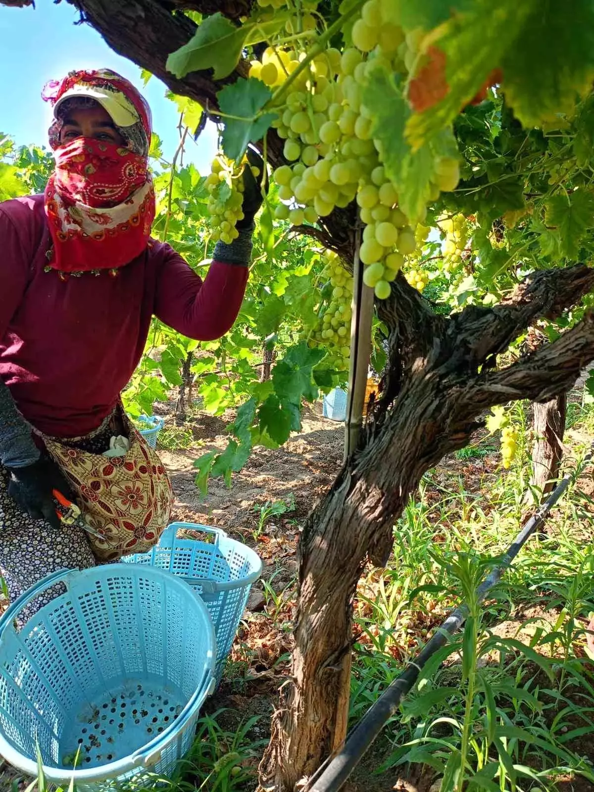 sarigolde uzum hasadi yogun bir sekilde devam ediyor 7DyuAfgB