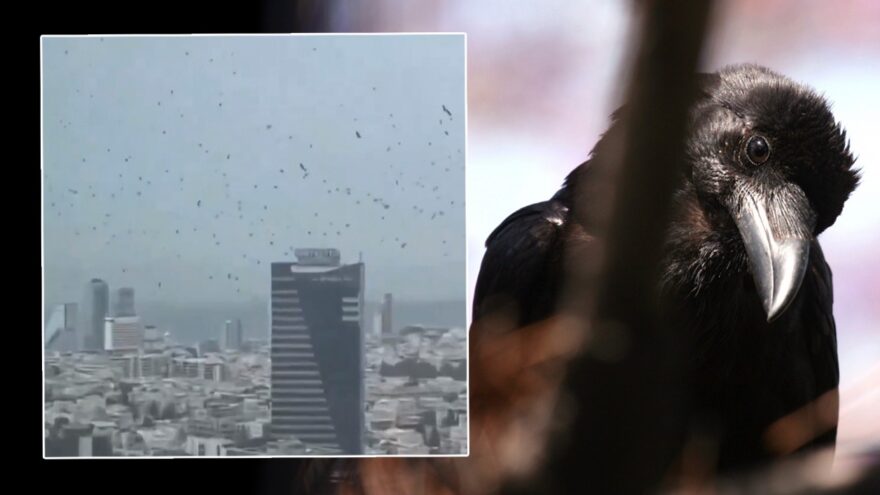 Tel Aviv’de Karga Saldırısı: Uğursuz İşaretler mi?