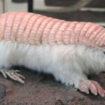 “Pembe Peri Armadillosu Yeniden Keşfedildi”