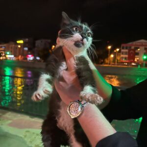 Yeşilırmak Nehri’nde Mahsur Kalan Kedi Başarıyla Kurtarıldı