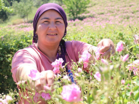 Tüm dünyaya yeten hasatta sona yaklaşıldı: Sabah 5’te tepelerden topluyorlar